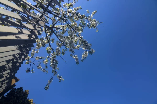 Švestkový Strom Květu Vysokým Plotem Jasnou Oblohou Jako Pozadí — Stock fotografie