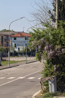 Kırsal bir yolda bir kavşakta büyüyen salkımlı çit.