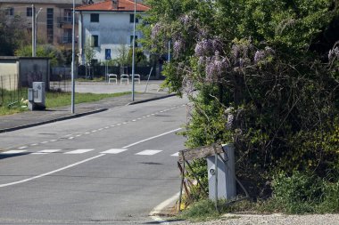 Kırsal bir yolda bir kavşakta büyüyen salkımlı çit.