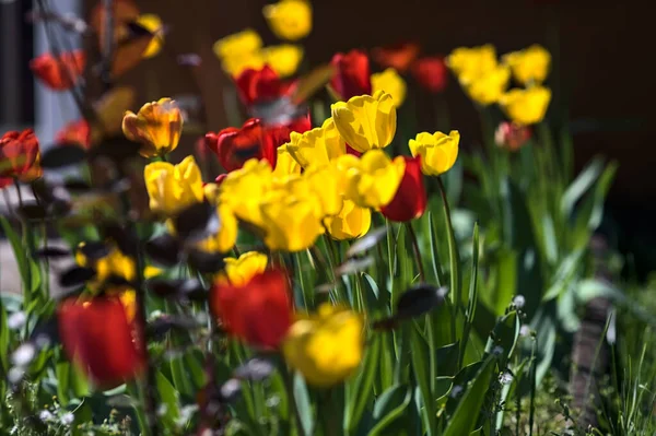 Рядок Тюльпанів Цвітіння Саду Видно Близько — стокове фото