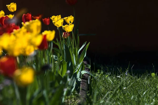 Fila Tulipanes Flor Jardín Visto Cerca —  Fotos de Stock