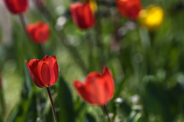 Tulipánok Sora Virágzik Kertben Közelről — Stock Fotó