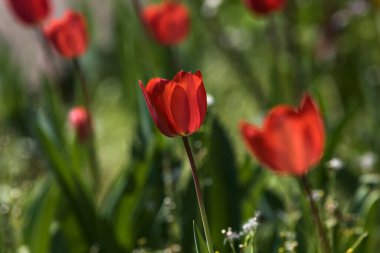 Çiçek açan laleler, yakından görülen bir bahçede.