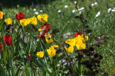 Çiçek açan laleler, yakından görülen bir bahçede.