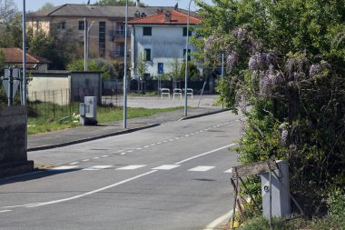 Kırsal bir yolda bir kavşakta büyüyen salkımlı çit.