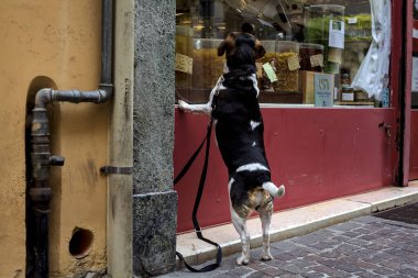 Bir marketin vitrinindeki yiyeceğe hasret çeken bir köpek.