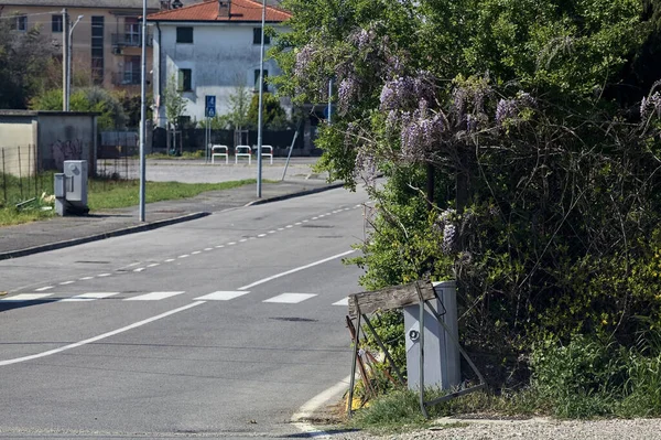 Kırsal bir yolda bir kavşakta büyüyen salkımlı çit.