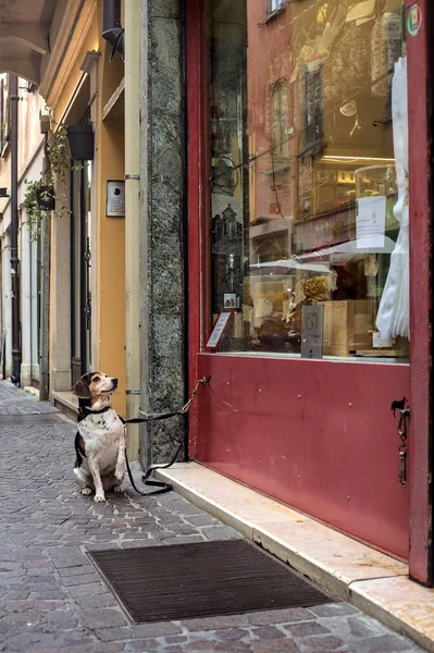 Hund Längtar Efter Maten Ett Skyltfönster Livsmedelsbutik — Stockfoto