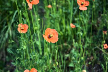 Çimlerde haşhaş. Yakından görülüyor.