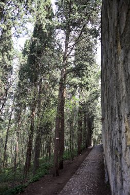 Ormandaki bir taş duvarla çevrili patika.