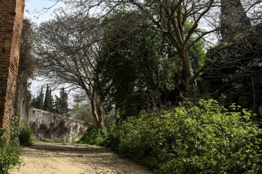 Yamaç yamacındaki bir parkta, bir sınır duvarıyla çevrili bir toprak yolun kıvrımında ağaç kavis çiziyor.