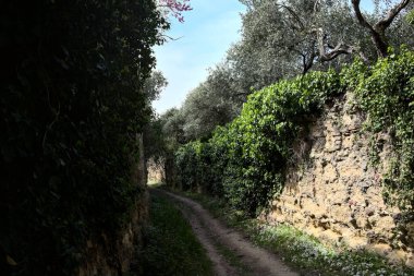 İlkbaharda yamacın yamacındaki bir parkta bitkilerle çiçek açan taş duvarlar arasındaki dar patika.