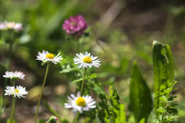 Stokrotki Kwiaty Koniczyny Trawniku Widzianym Bliska — Zdjęcie stockowe
