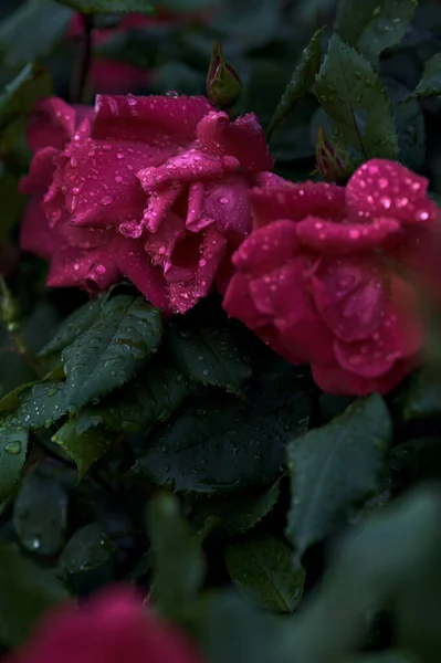 가까이 보이는 빗방울이 내리는 속에서 장미가 올랐다 — 스톡 사진