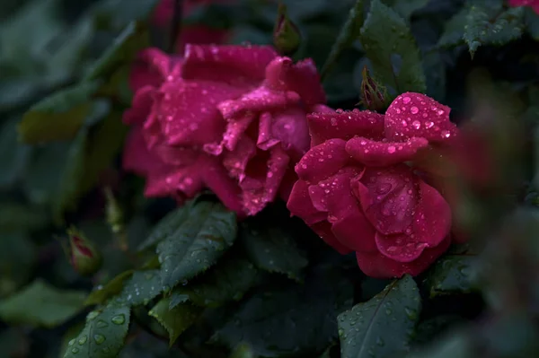 Czerwona Róża Krzakach Kroplami Deszczu Widzianymi Bliska — Zdjęcie stockowe