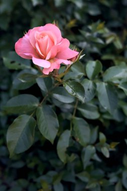 Pembe güller çalılıklarda Yakından bakınca