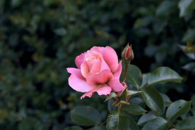 Pembe güller çalılıklarda Yakından bakınca