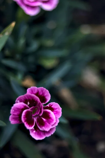 Lila Lila Szegfű Virágzik Közelről — Stock Fotó