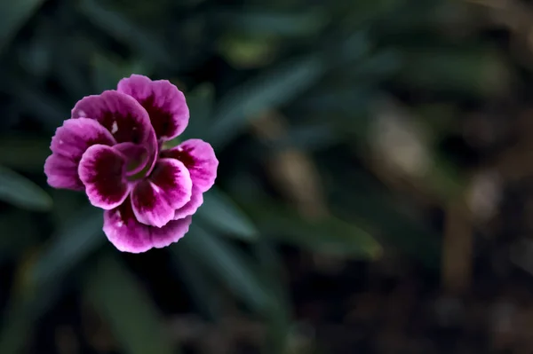 Lila Und Violette Nelken Voller Blüte Aus Der Nähe Gesehen — Stockfoto