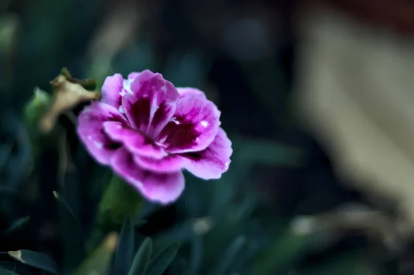 Lila Und Violette Nelken Voller Blüte Aus Der Nähe Gesehen — Stockfoto