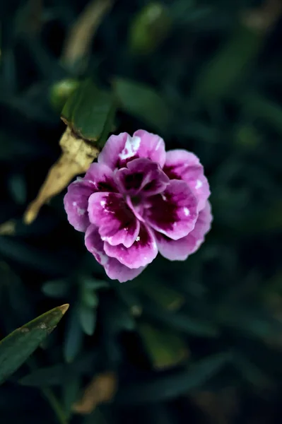 Claveles Púrpura Violeta Flor Visto Cerca — Foto de Stock