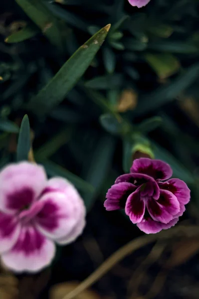 Purple Violet Carnations Bloom Seen Close — Stock Photo, Image