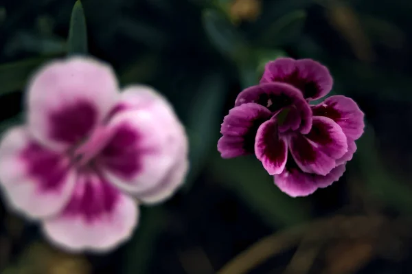 Фіолетові Фіолетові Гвоздики Цвітіння Видно Близько — стокове фото