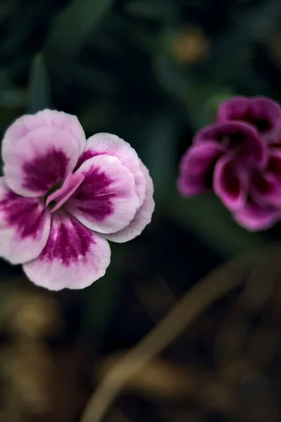 Фіолетові Фіолетові Гвоздики Цвітіння Видно Близько — стокове фото