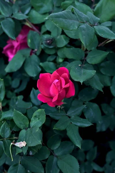Rosas Magenta Arbusto Visto Cerca — Foto de Stock