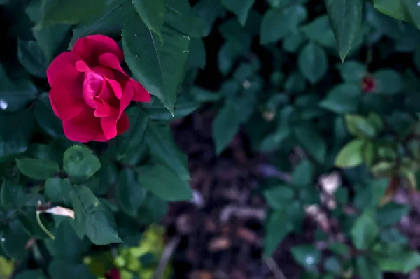 丛林中的洋红色玫瑰 近在咫尺 — 图库照片