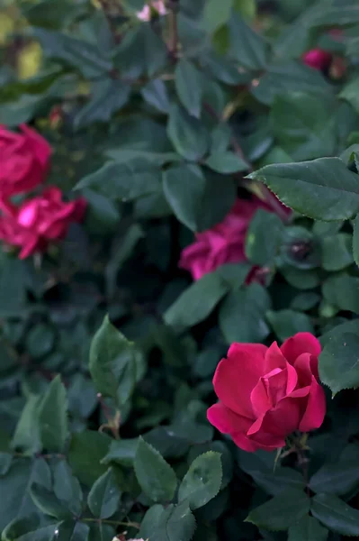 Rosas Magenta Arbusto Visto Cerca —  Fotos de Stock