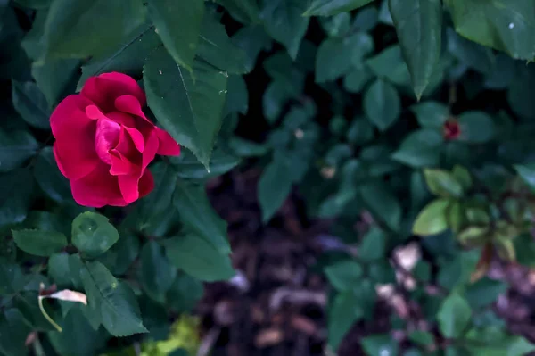 Магентальні Троянди Кущі Видно Близько — стокове фото