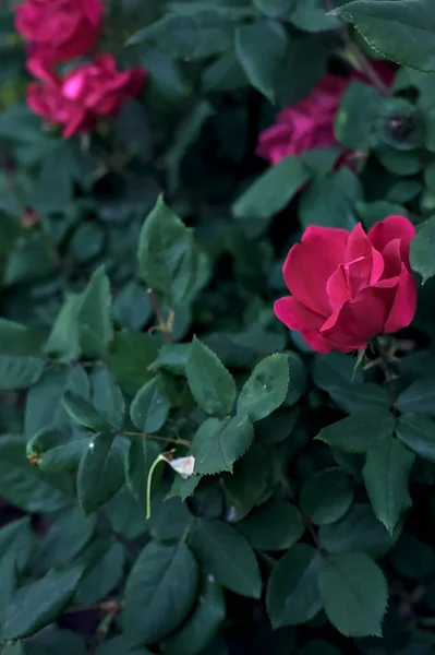 Ματζέντα Τριαντάφυλλα Ένα Θάμνο Που Φαίνεται Από Κοντά — Φωτογραφία Αρχείου