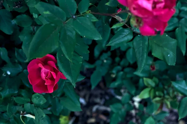 近くで見た茂みの中のマゼンタのバラ — ストック写真