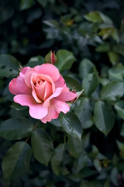 Rose Rose Dans Buisson Près — Photo