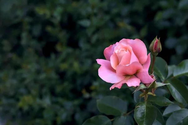 Różowa Róża Krzakach Widziana Bliska — Zdjęcie stockowe