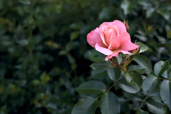 Różowa Róża Krzakach Widziana Bliska — Zdjęcie stockowe