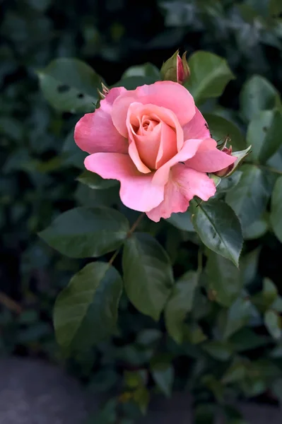 近くで見た茂みの中でピンクのバラ — ストック写真