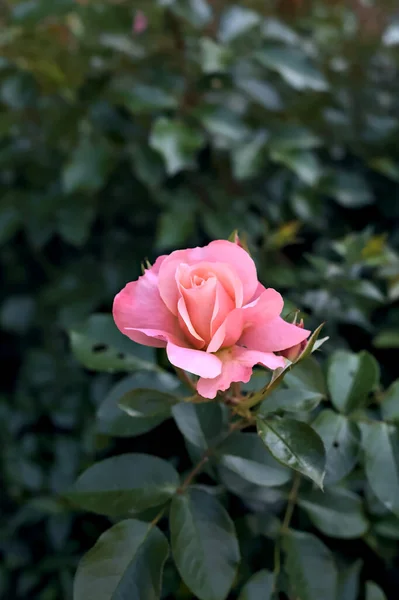 Roze Roos Een Struik Van Dichtbij Gezien — Stockfoto