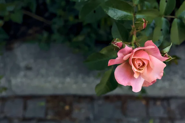 Rosa Rosa Arbusto Visto Perto — Fotografia de Stock