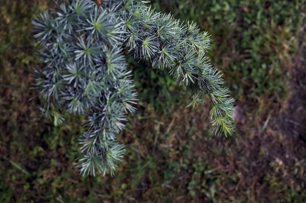 Pine Branch Lawn Background Seen Close — Stock Photo, Image