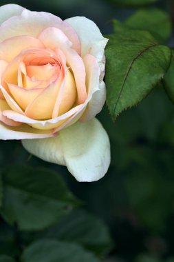 Pembe İngiliz gülleri çalılıklarda çiçek açıyor.