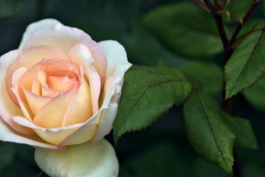 Pembe İngiliz gülleri çalılıklarda çiçek açıyor.