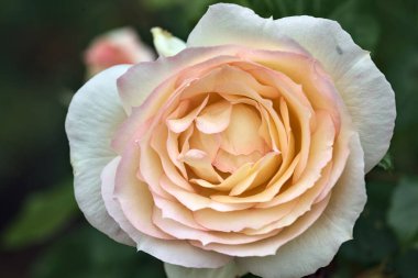 Pembe İngiliz gülleri çalılıklarda çiçek açıyor.