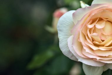 Pembe İngiliz gülleri çalılıklarda çiçek açıyor.