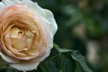 Pembe İngiliz gülleri çalılıklarda çiçek açıyor.