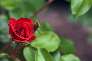 Çalının içinde açan Çin gülleri yakından görülüyor.