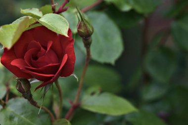 Çalının içinde açan Çin gülleri yakından görülüyor.