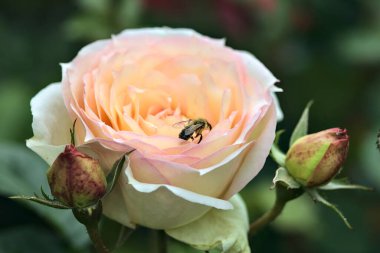 Pembe İngiliz gülleri çalılıklarda çiçek açıyor.
