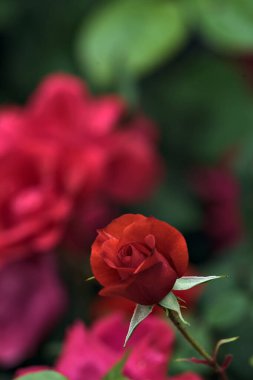 Çalının içinde açan Çin gülleri yakından görülüyor.